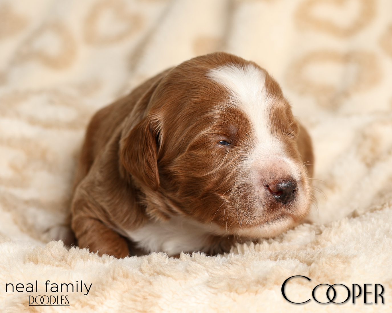 Cooper Blue 20260210-IMG_9743