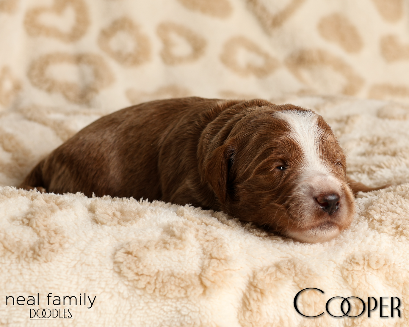 Cooper Blue 20260210-IMG_9716