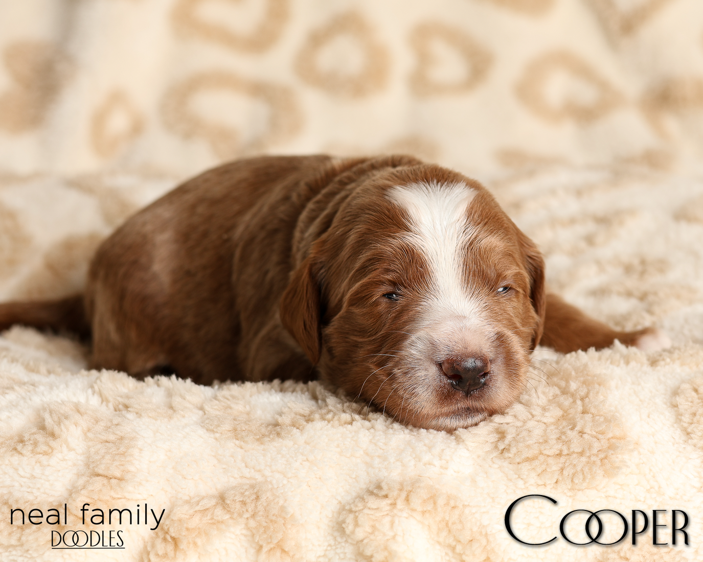 Cooper Blue 20260210-IMG_9708