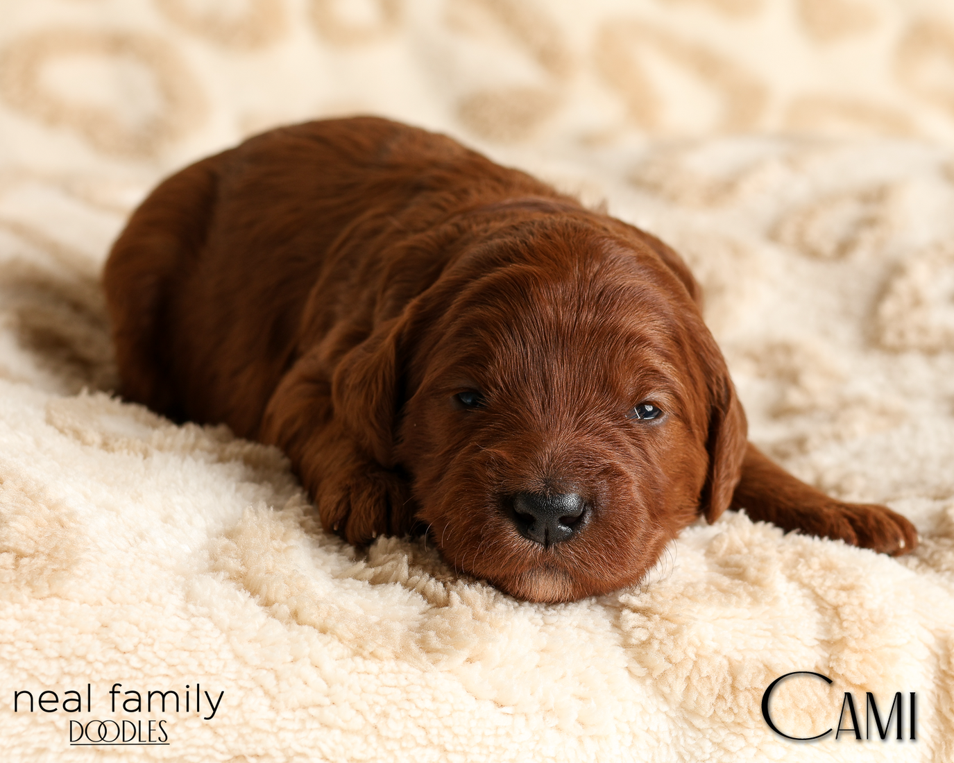 Cami Pink 20260210-IMG_9801