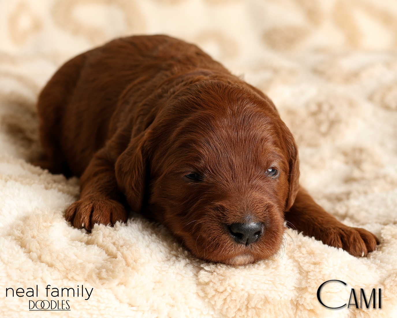 Cami Pink 20260210-IMG_9809