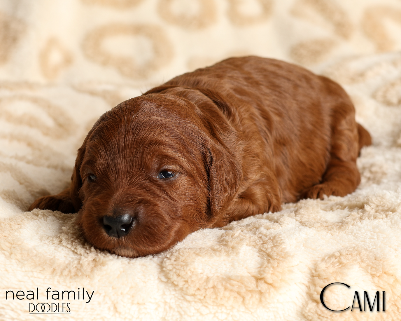 Cami Pink 20260210-IMG_9818