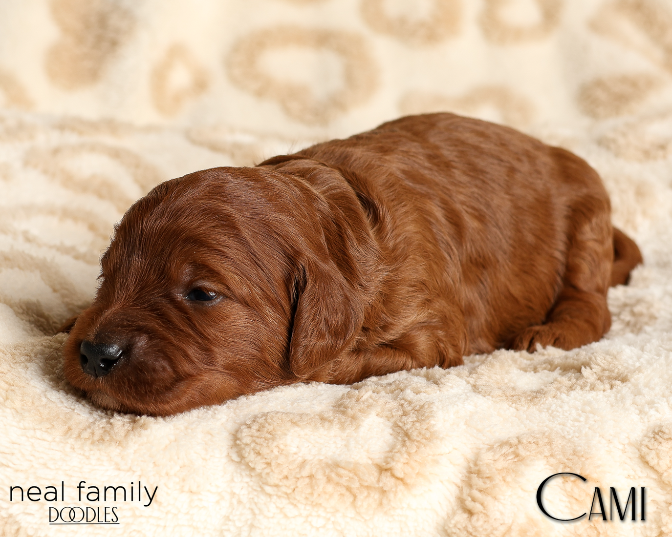 Cami Pink 20260210-IMG_9823