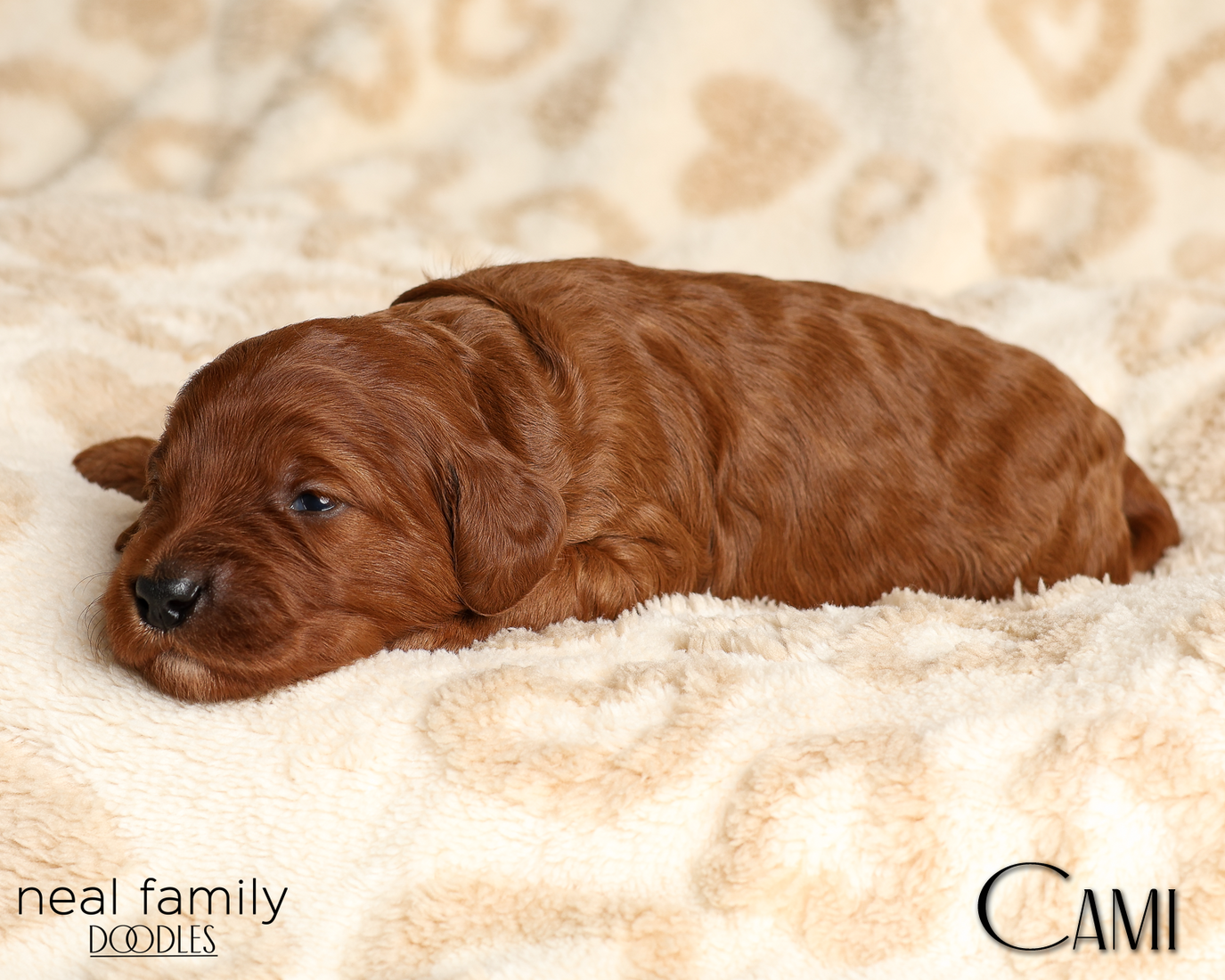 Cami Pink 20260210-IMG_9838