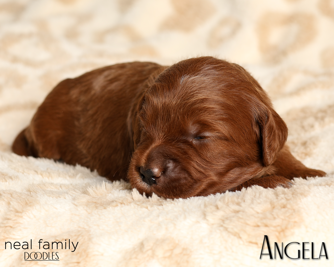 Angela White 20260210-IMG_9854