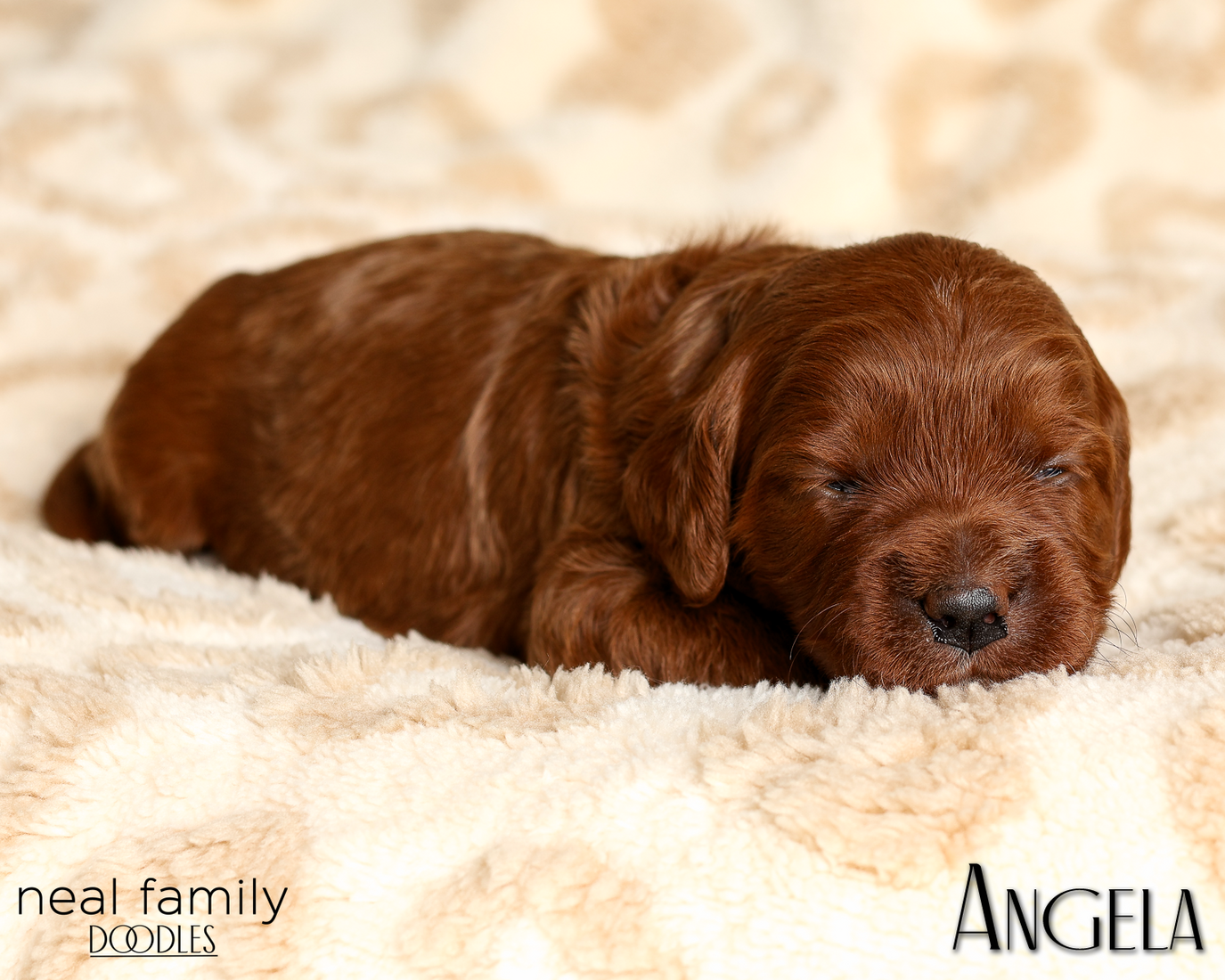 Angela White 20260210-IMG_9853