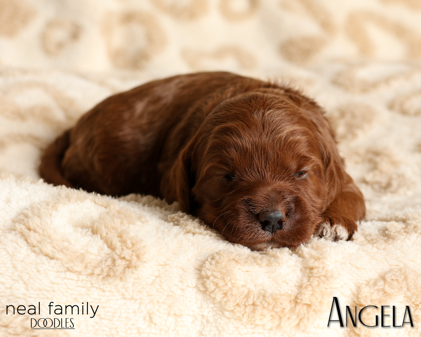 Angela White 20260210-IMG_9856