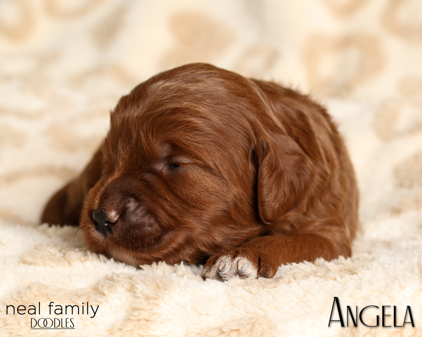 Angela White 20260210-IMG_9859