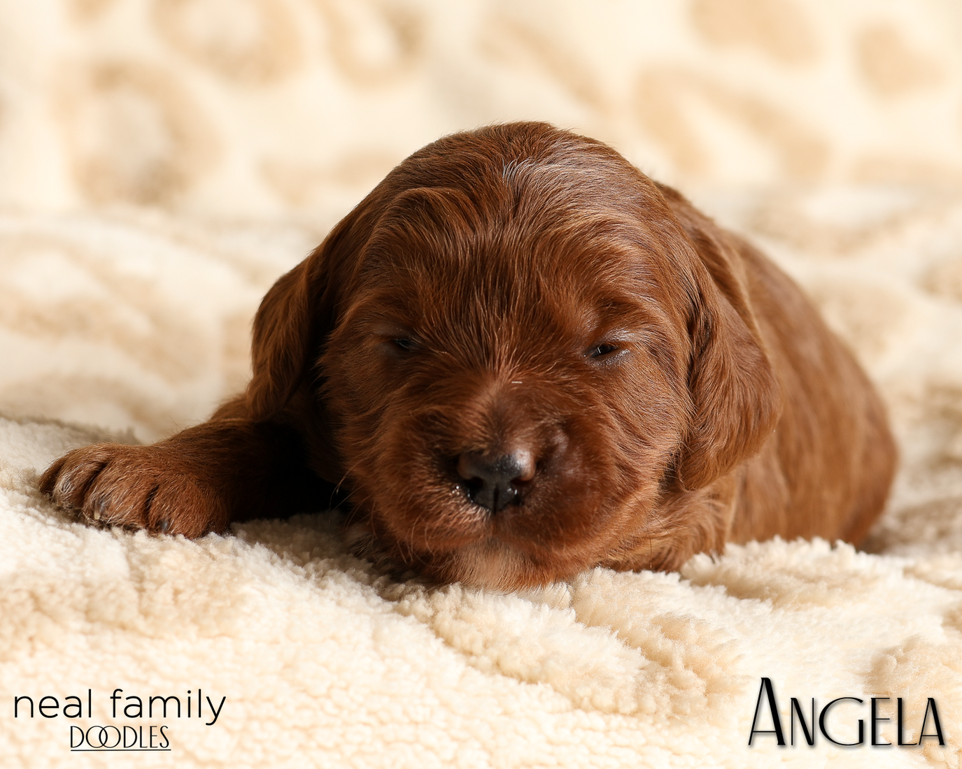 Angela White 20260210-IMG_9884