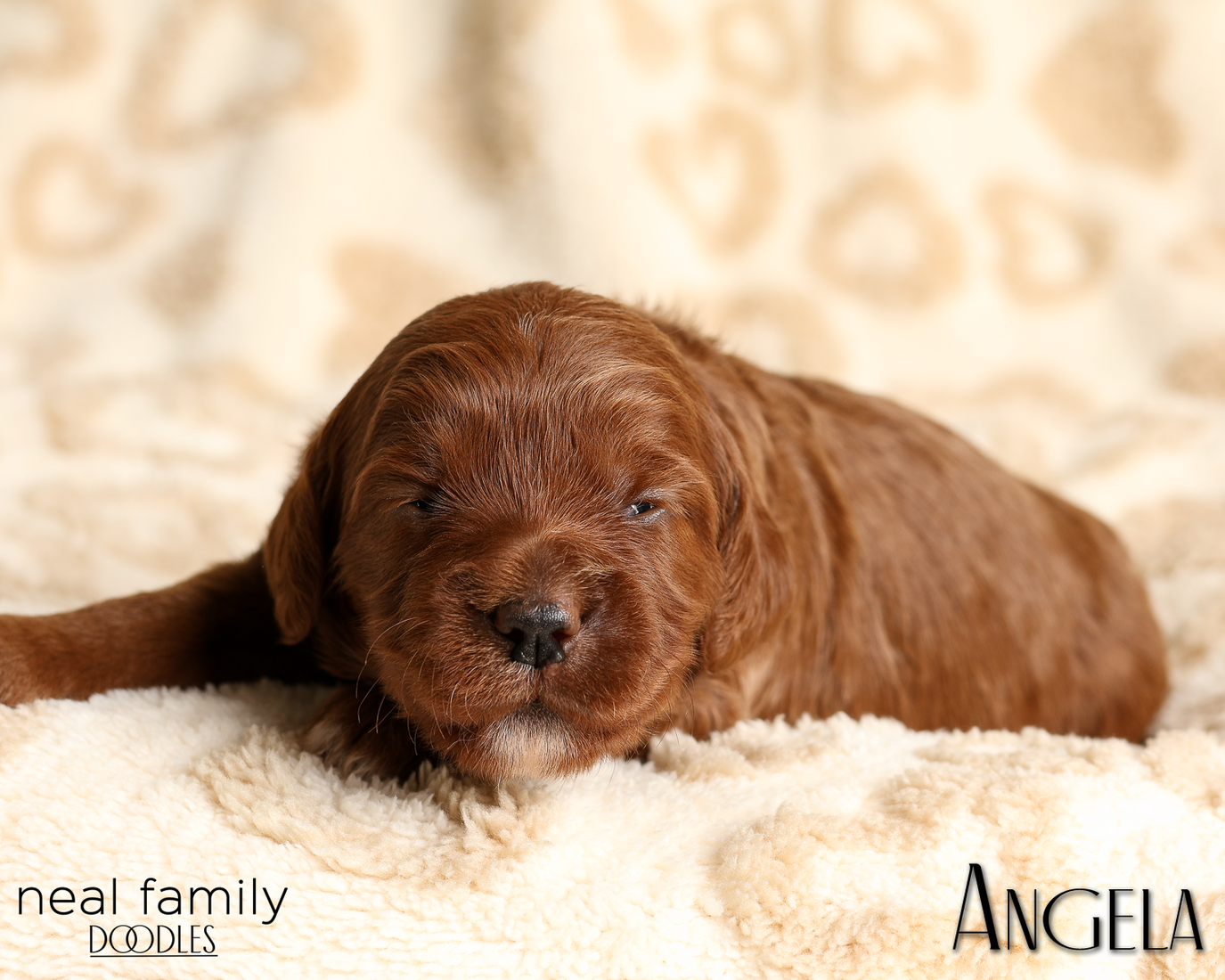 Angela White 20260210-IMG_9886