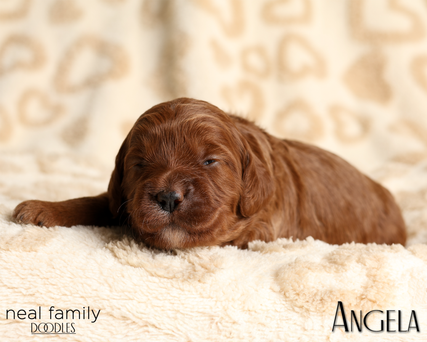 Angela White 20260210-IMG_9888