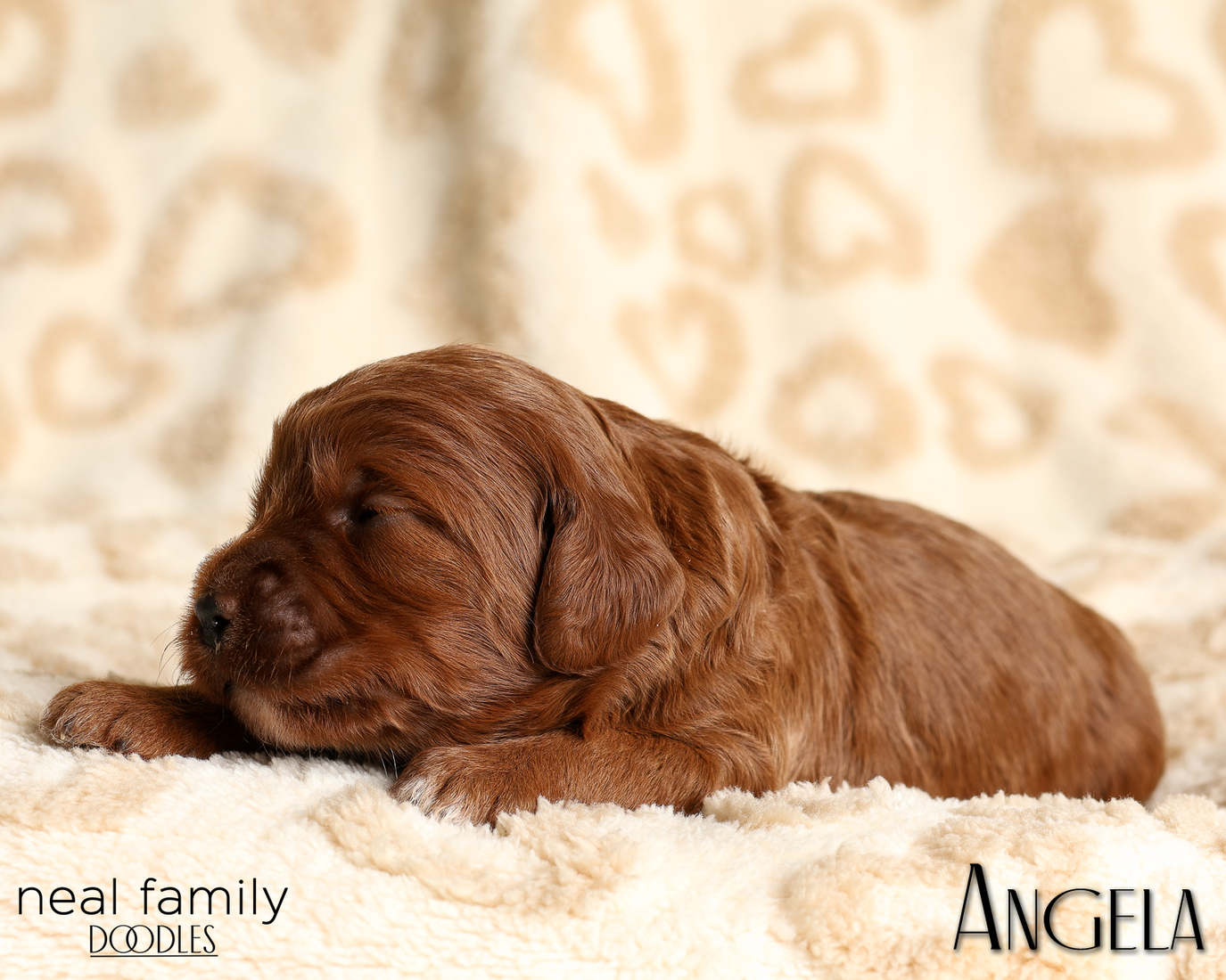 Angela White 20260210-IMG_9890