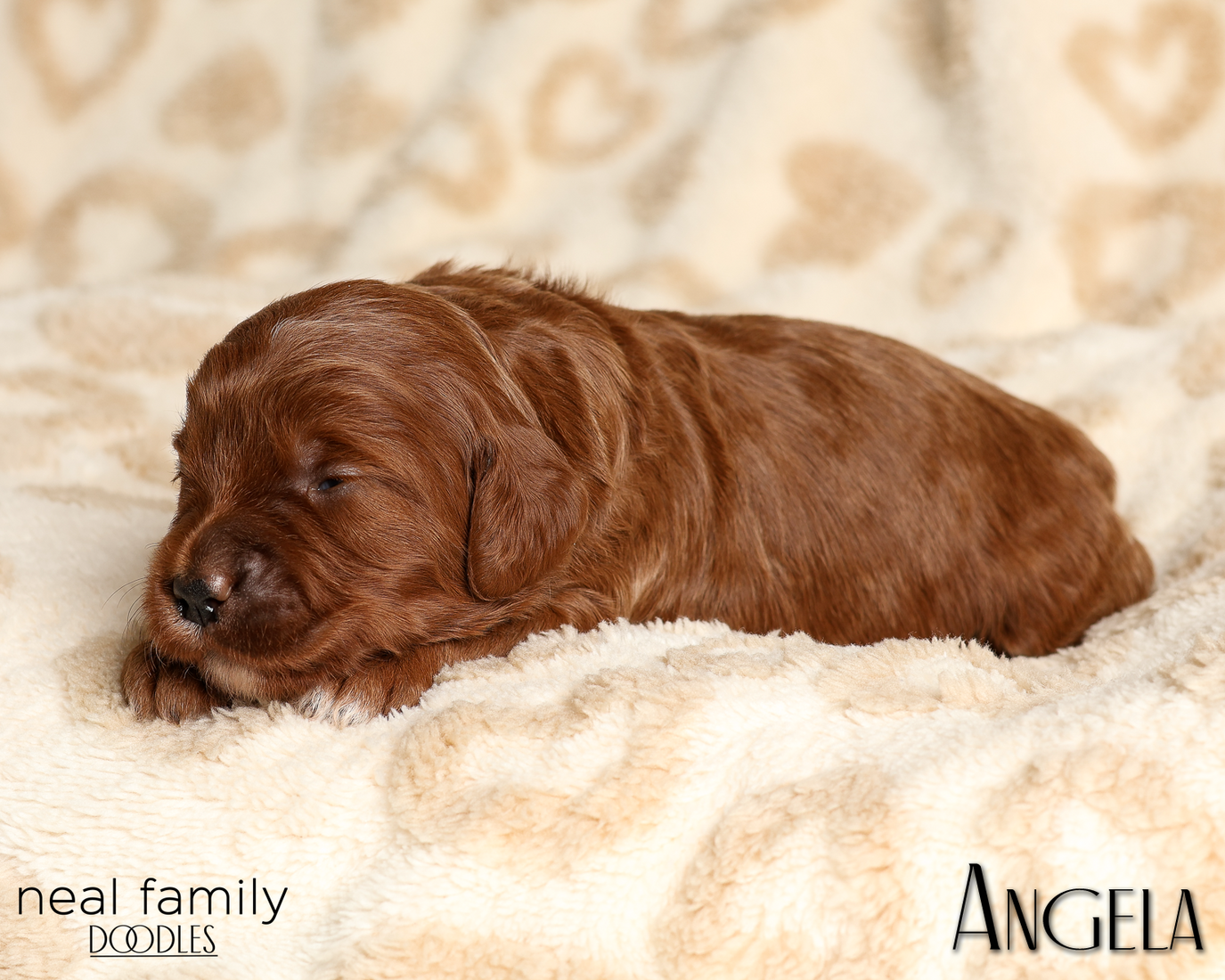 Angela White 20260210-IMG_9893