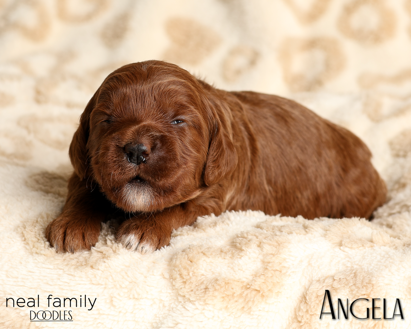 Angela White 20260210-IMG_9895