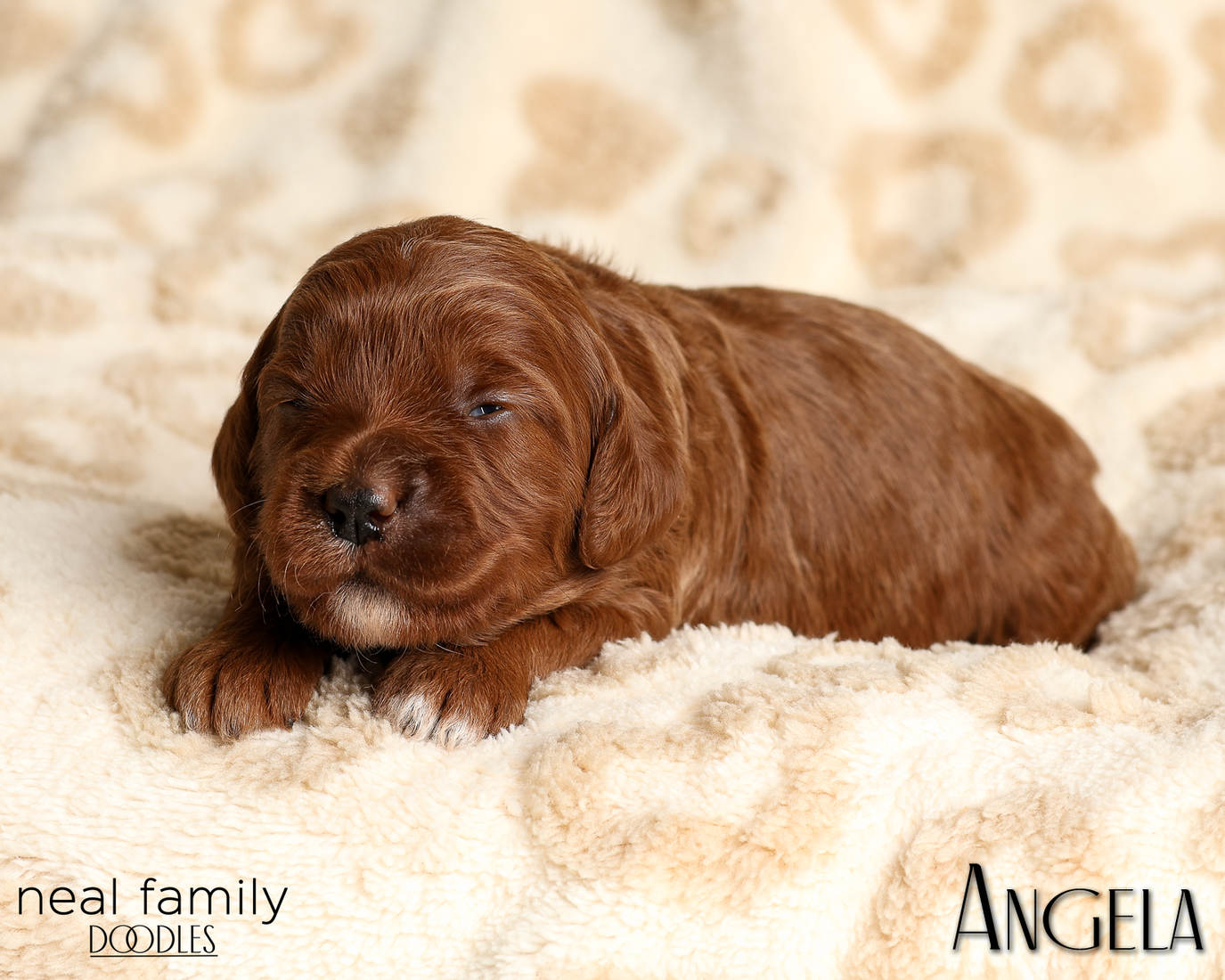 Angela White 20260210-IMG_9900