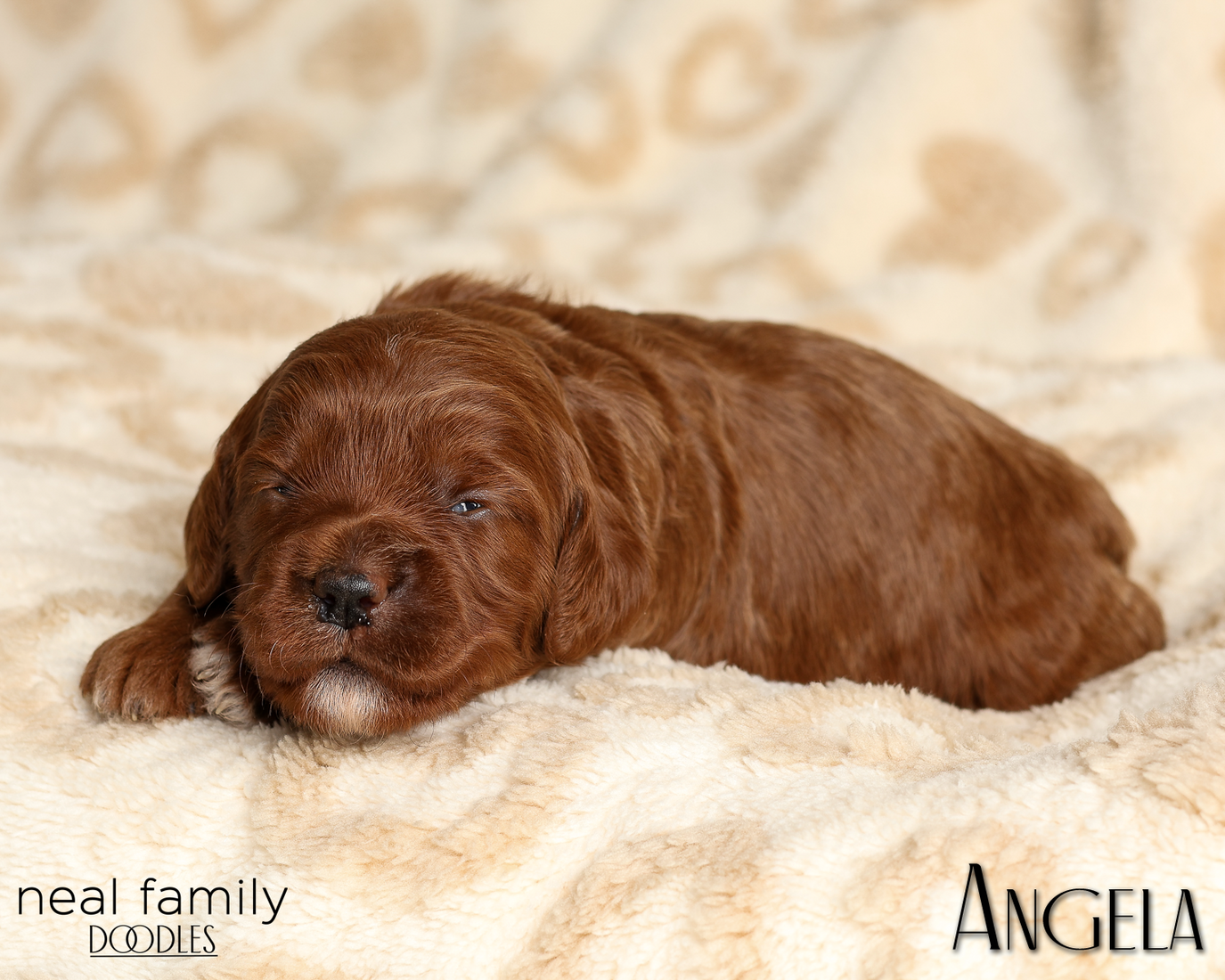 Angela White 20260210-IMG_9915