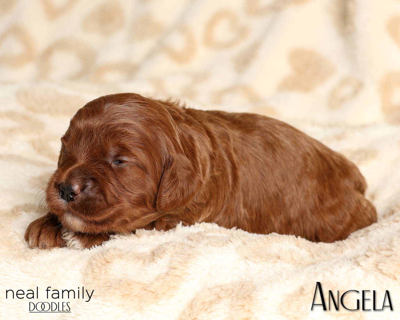 Angela White 20260210-IMG_9916