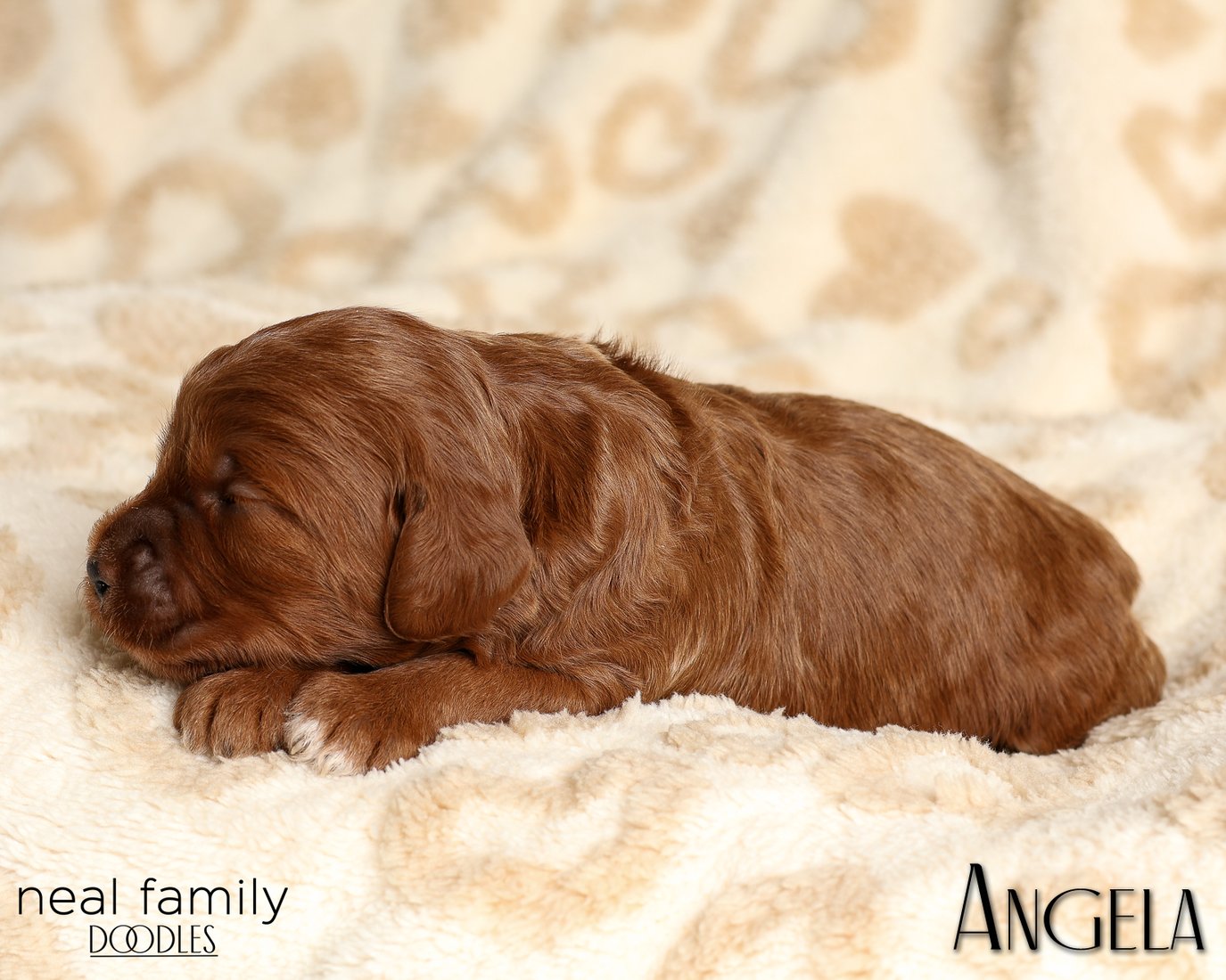 Angela White 20260210-IMG_9918