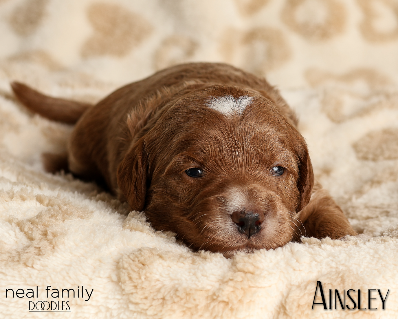 Ainsley Green 20260210-IMG_9921