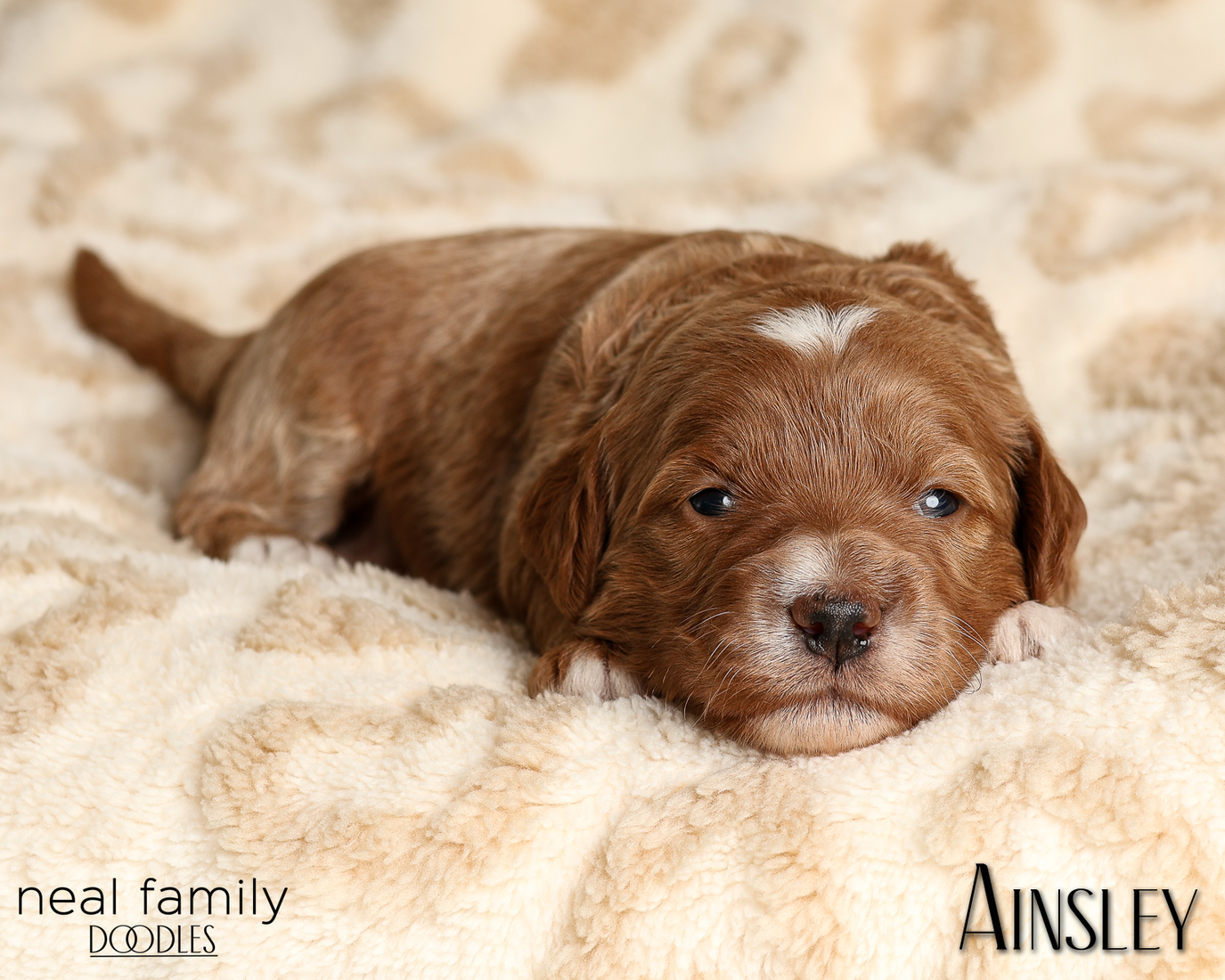 Ainsley Green 20260210-IMG_9931