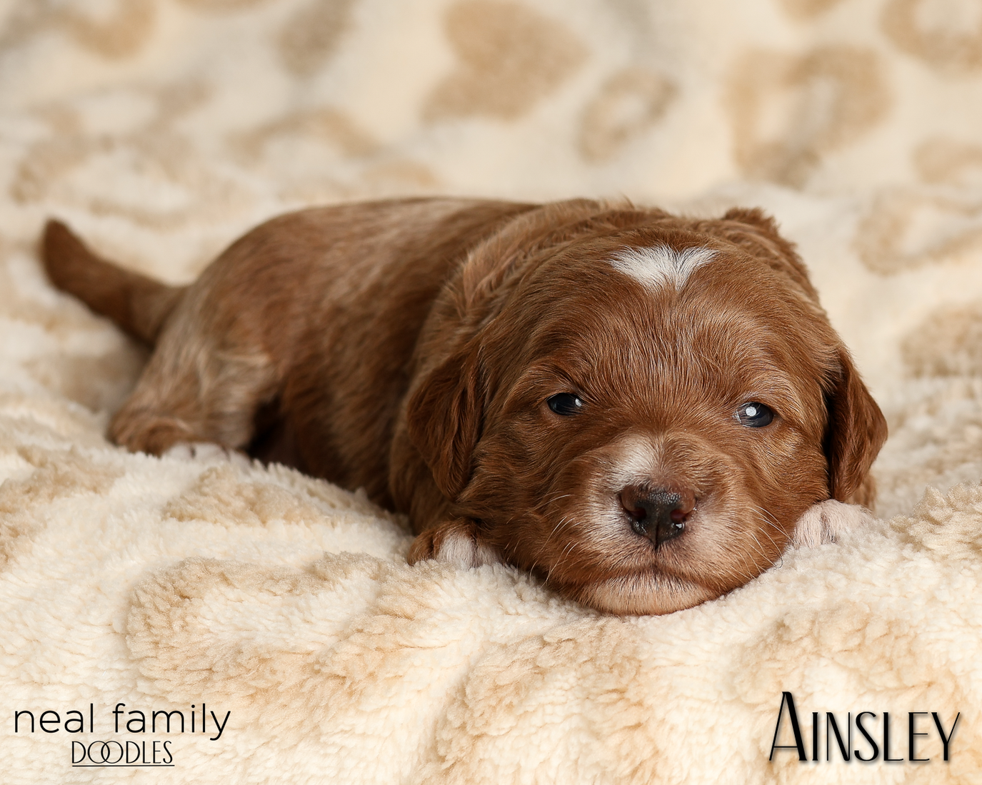 Ainsley Green 20260210-IMG_9925