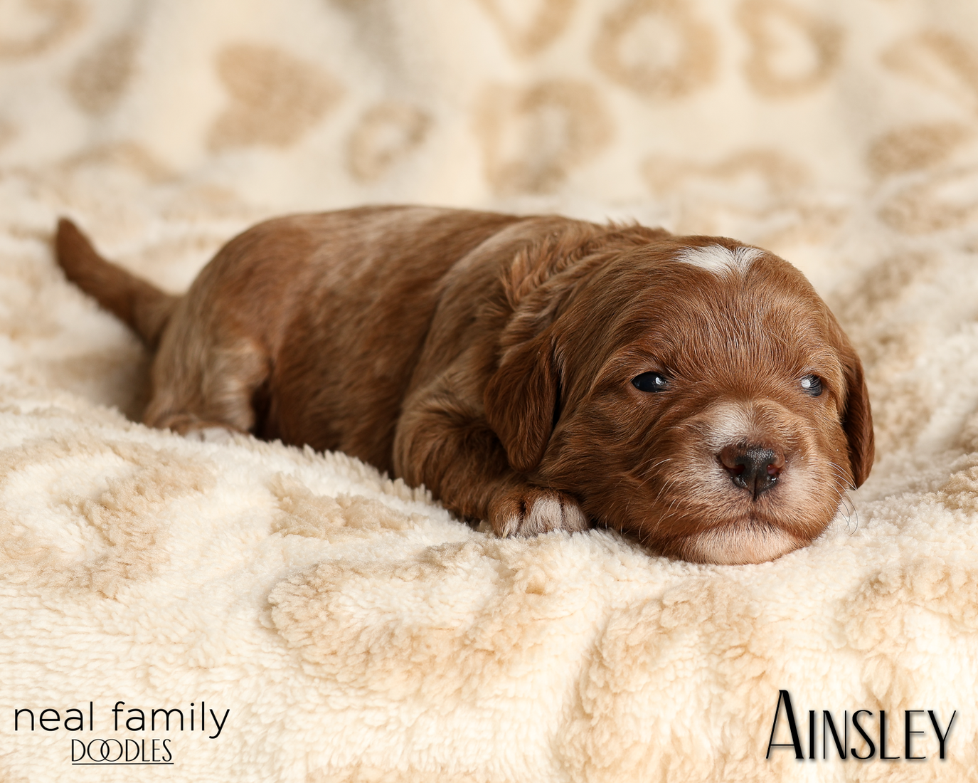 Ainsley Green 20260210-IMG_9939