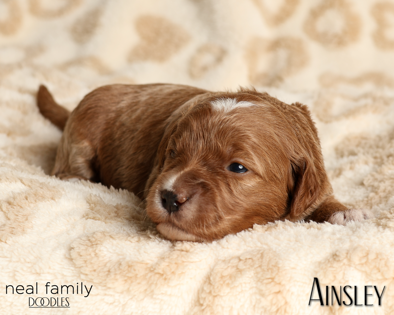 Ainsley Green 20260210-IMG_9943