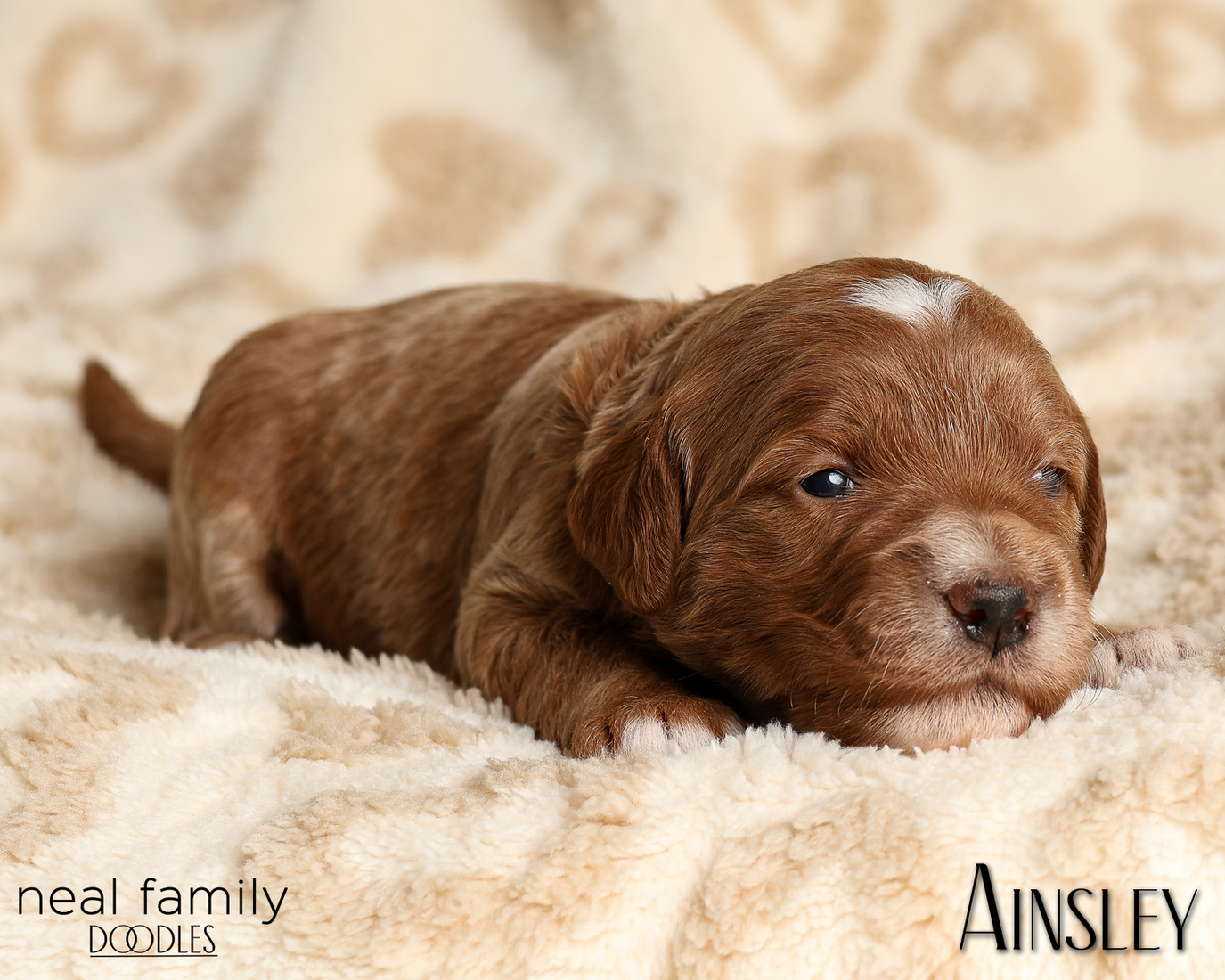 Ainsley Green 20260210-IMG_9944