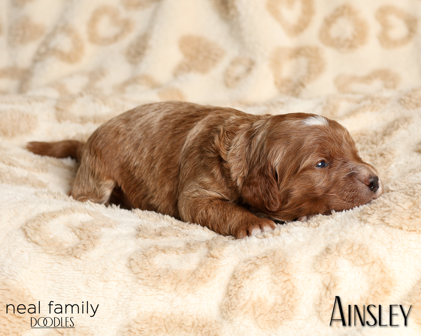 Ainsley Green 20260210-IMG_9956