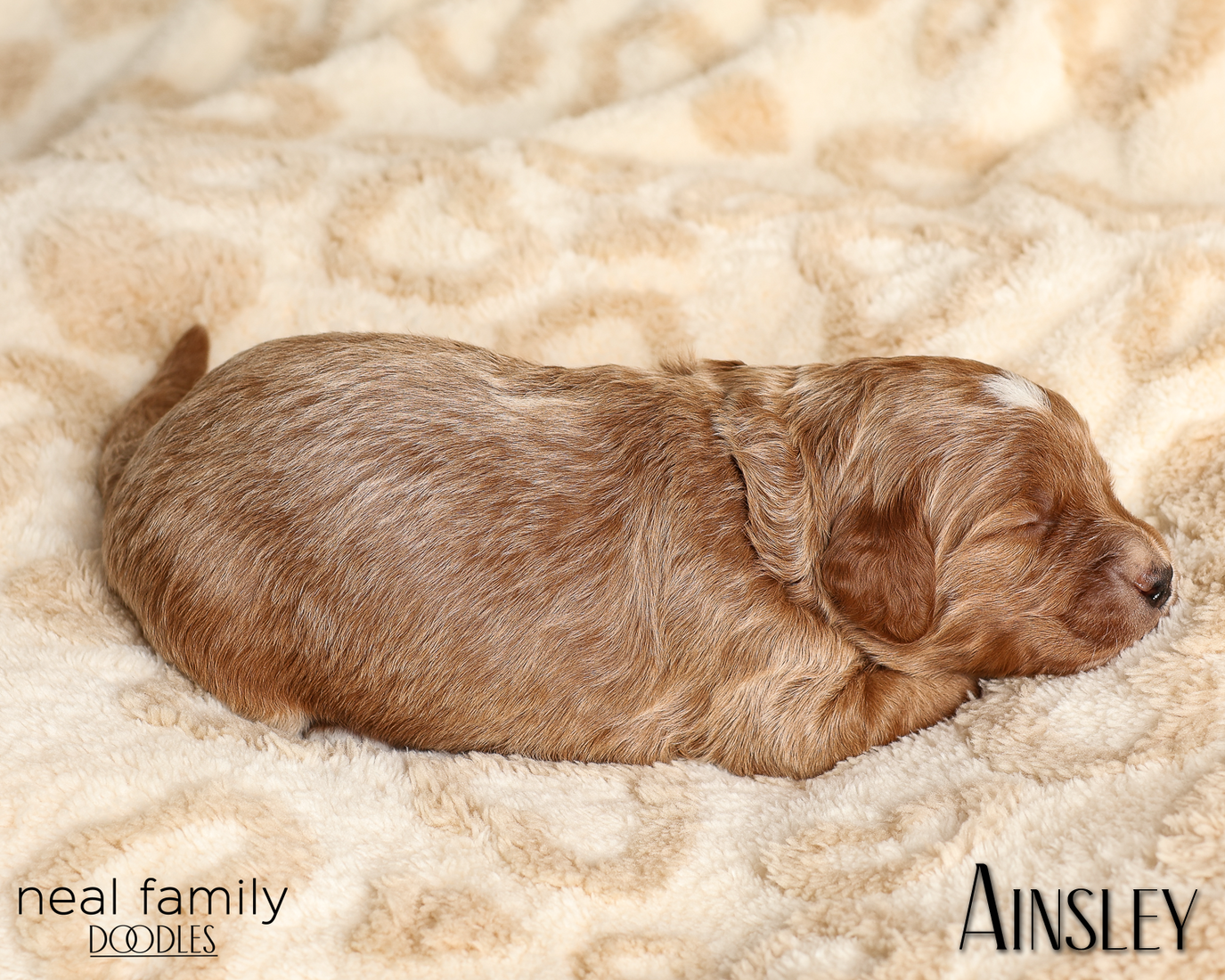 Ainsley Green 20260210-IMG_9962