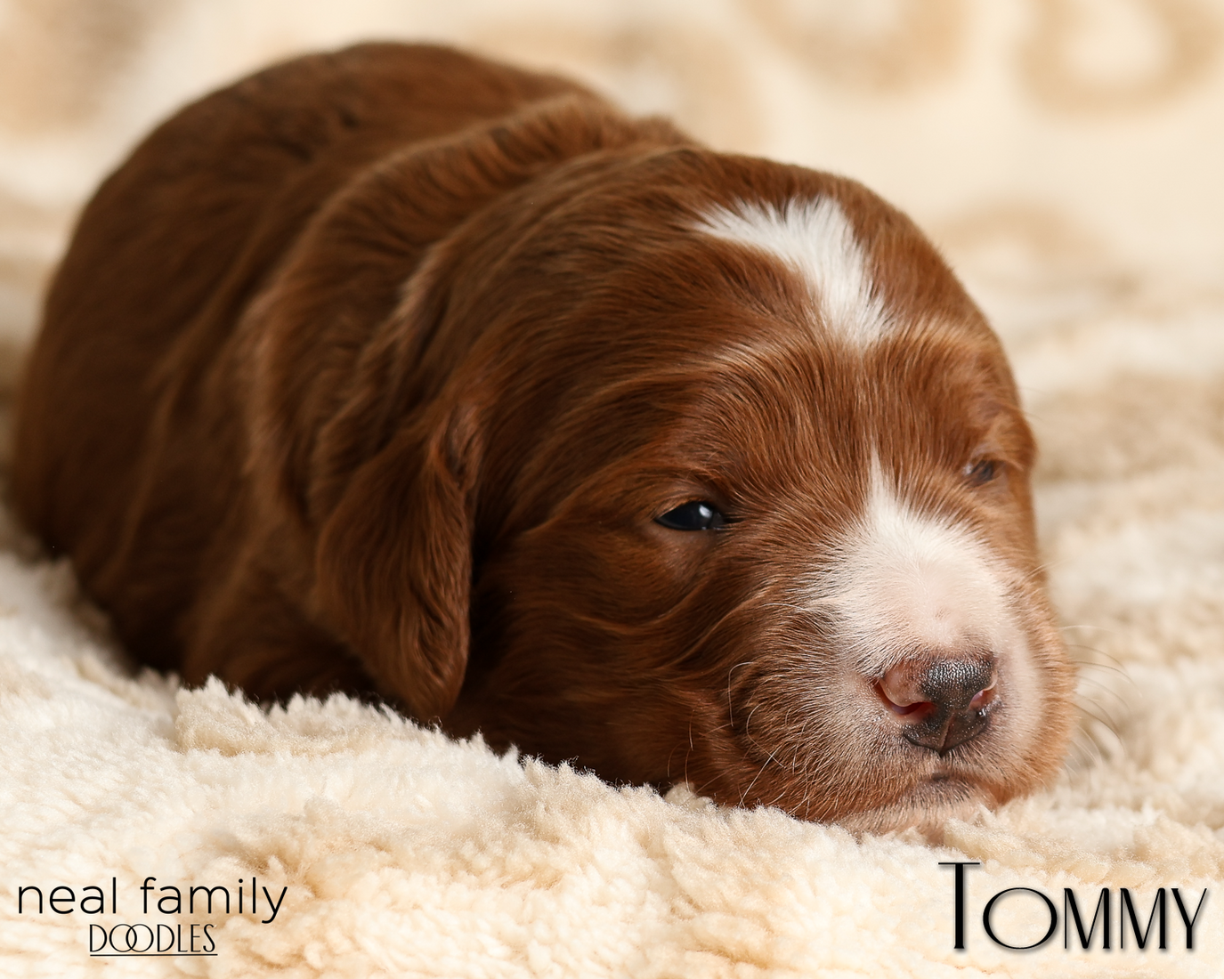 Tommy Yellow 20260210-IMG_9767