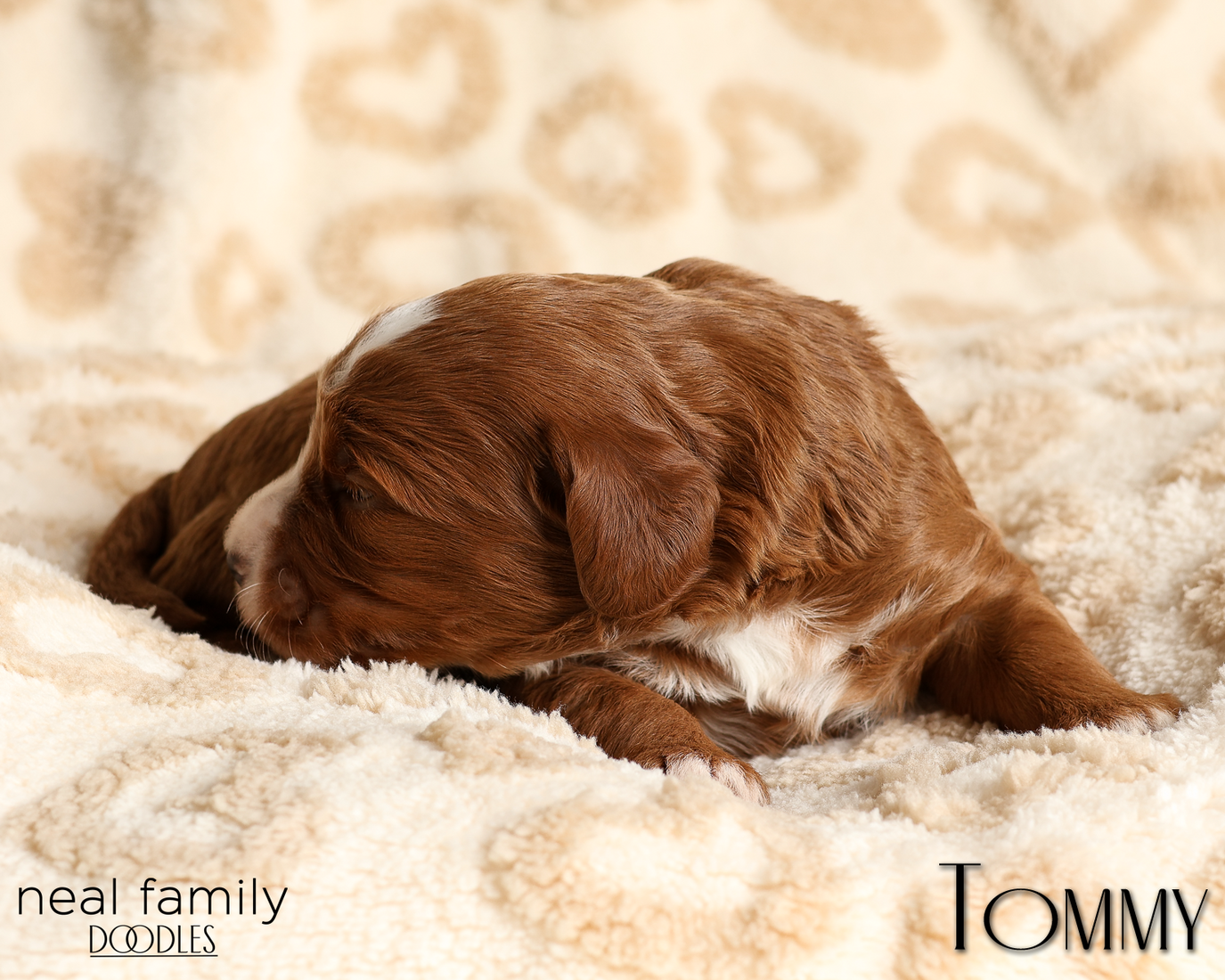 Tommy Yellow 20260210-IMG_9770