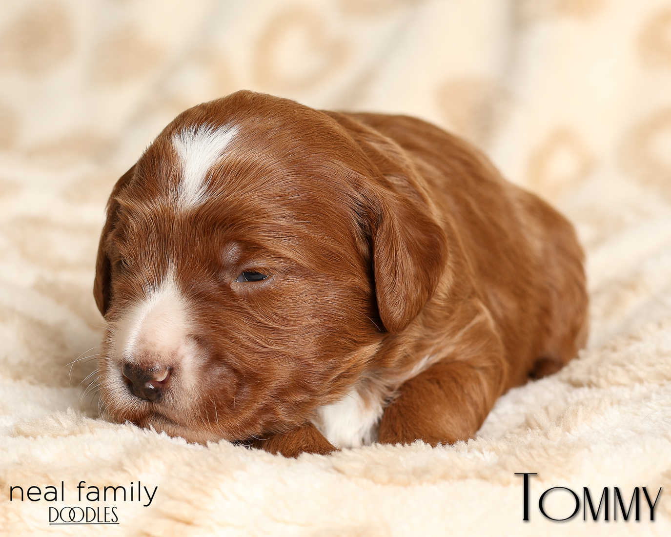 Tommy Yellow 20260210-IMG_9765