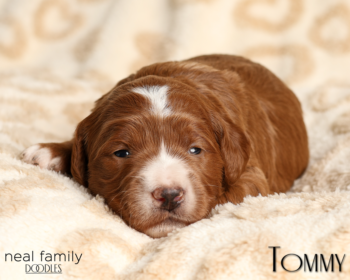 Tommy Yellow 20260210-IMG_9781