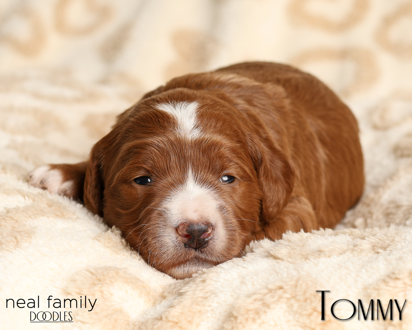 Tommy Yellow 20260210-IMG_9782