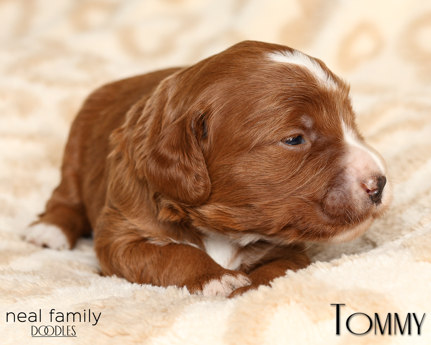 Tommy Yellow 20260210-IMG_9792