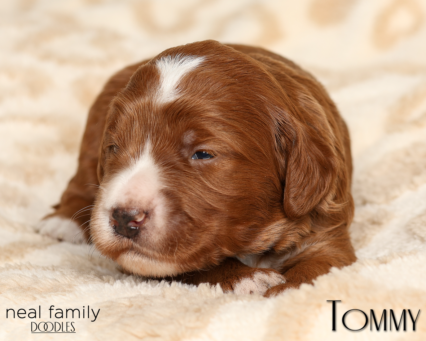 Tommy Yellow 20260210-IMG_9793