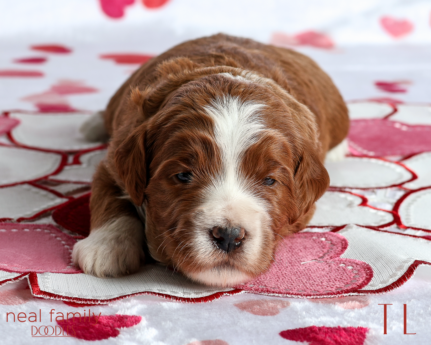 TL Red 20260213-IMG_0022