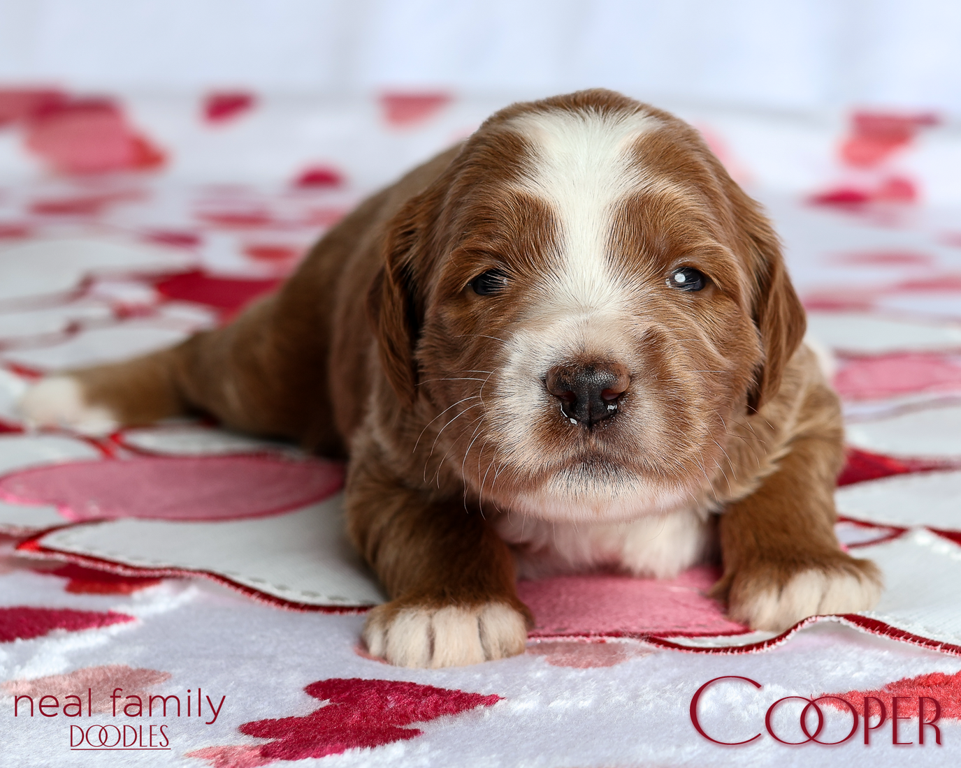 Cooper Blue 20260213-IMG_0093