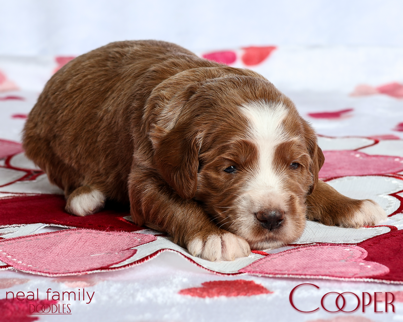 Cooper Blue 20260213-IMG_0059