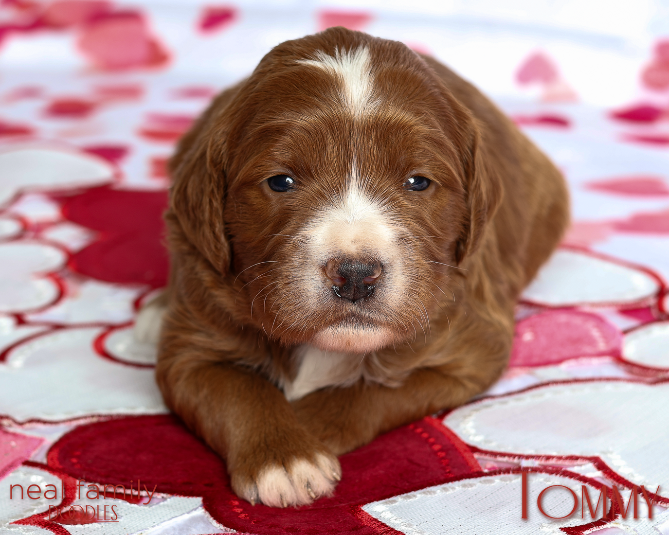 Tommy Yellow 20260213-IMG_0118