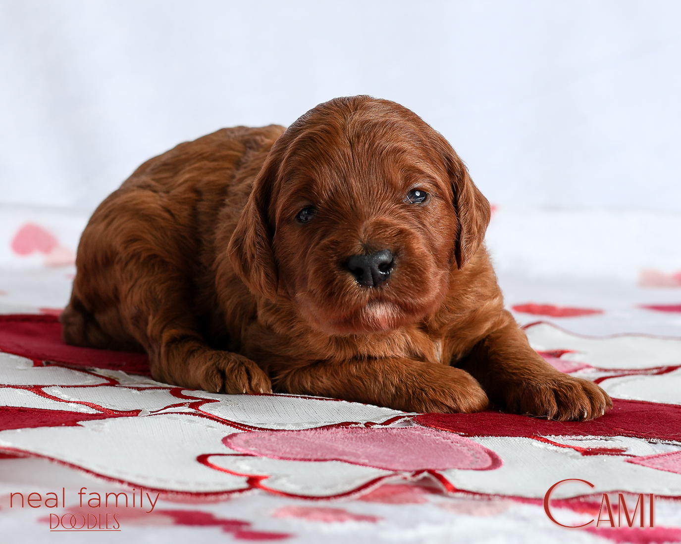 Cami Pink 20260213-IMG_0154