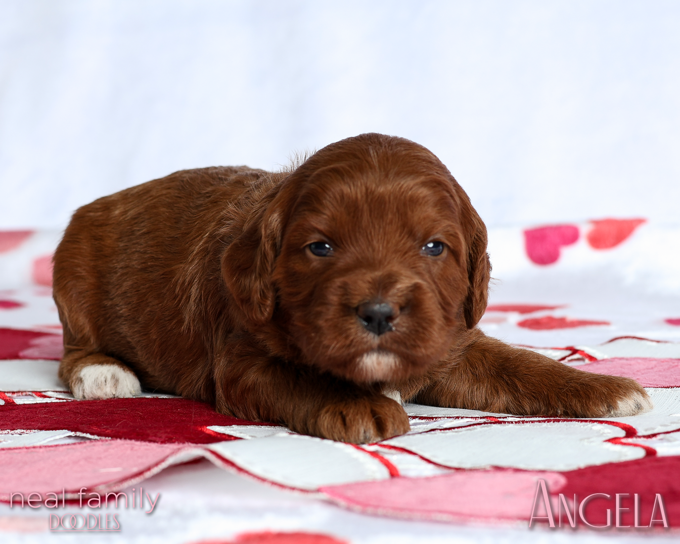 Angela White 20260213-IMG_0206