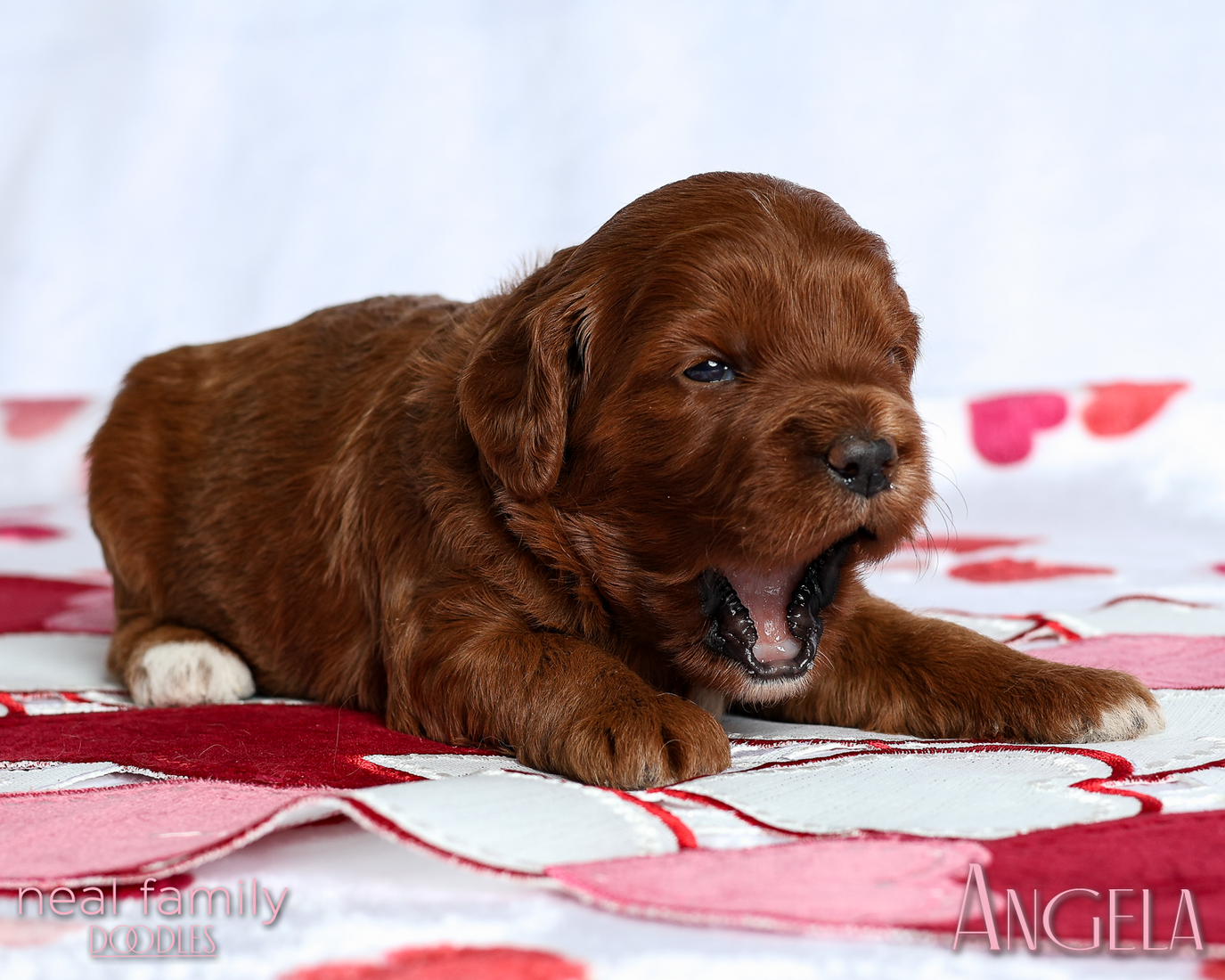 Angela White 20260213-IMG_0202