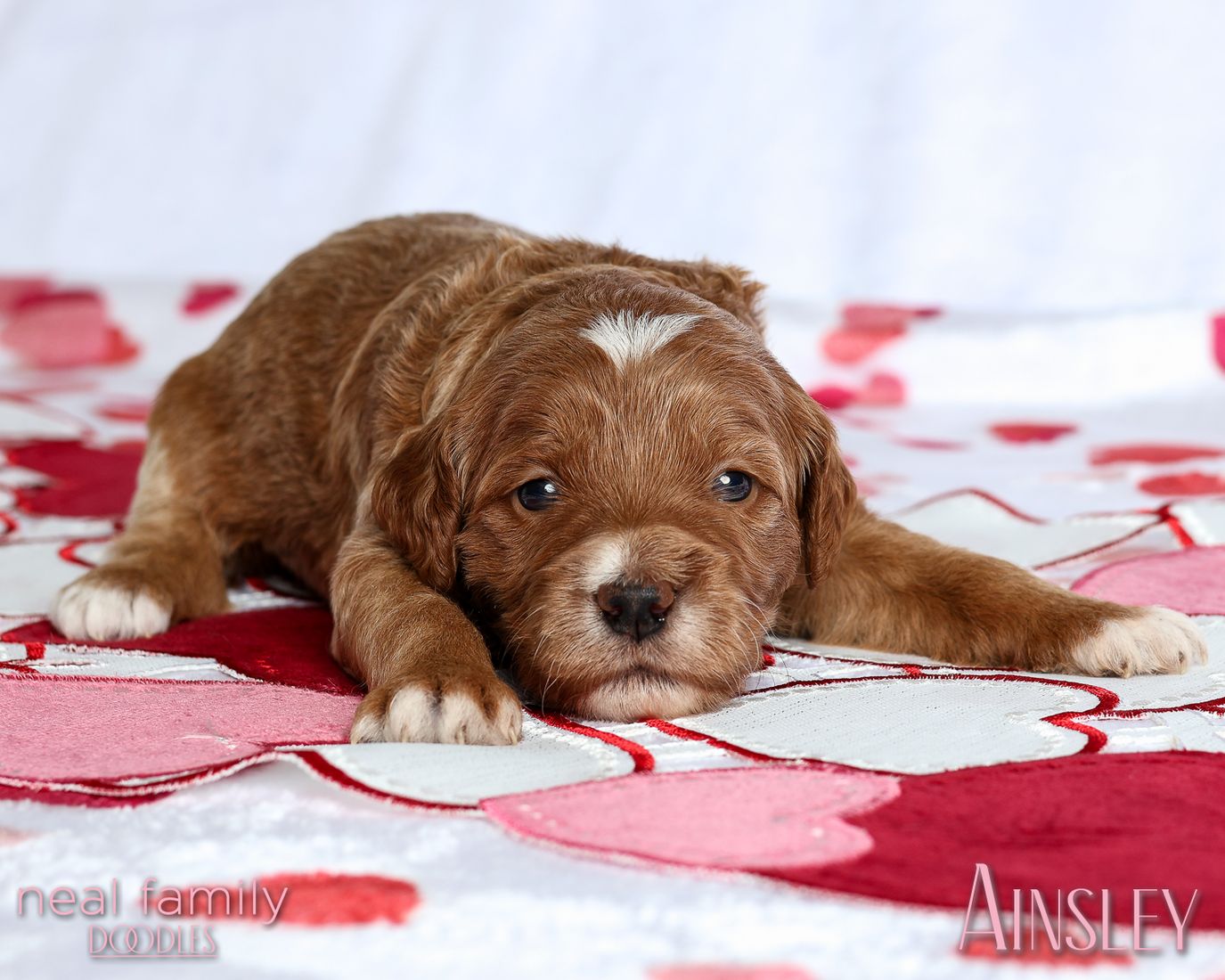 Ainsley Green 20260213-IMG_0233