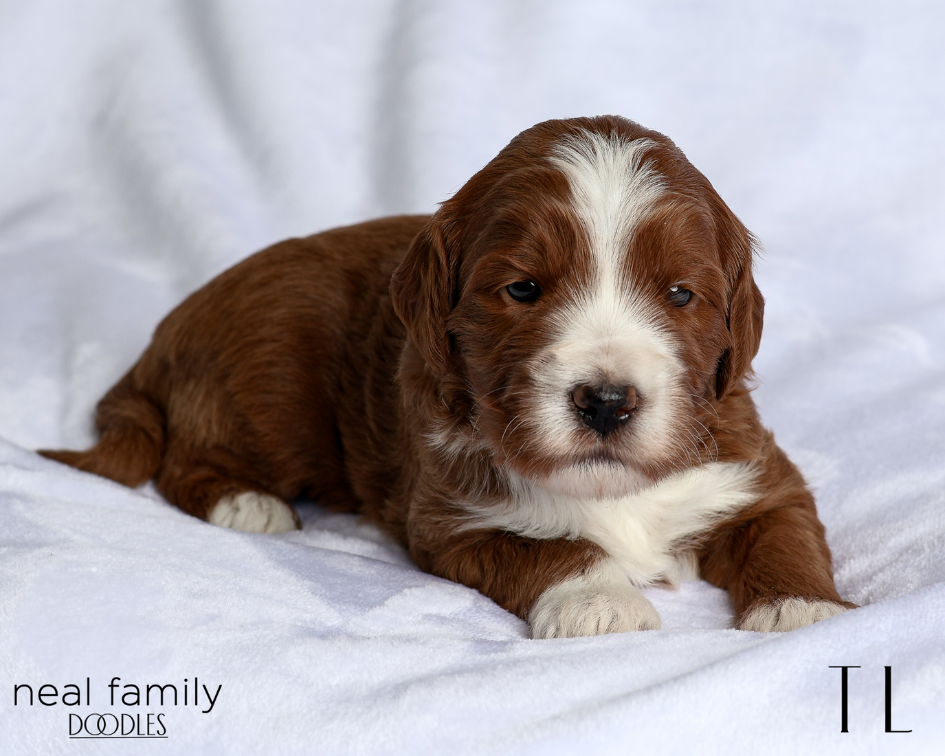 TL Red 20260216-IMG_0353