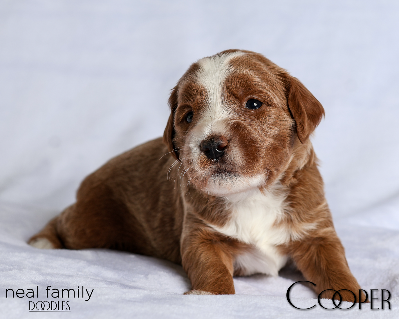 Cooper Blue 20260216-IMG_0408