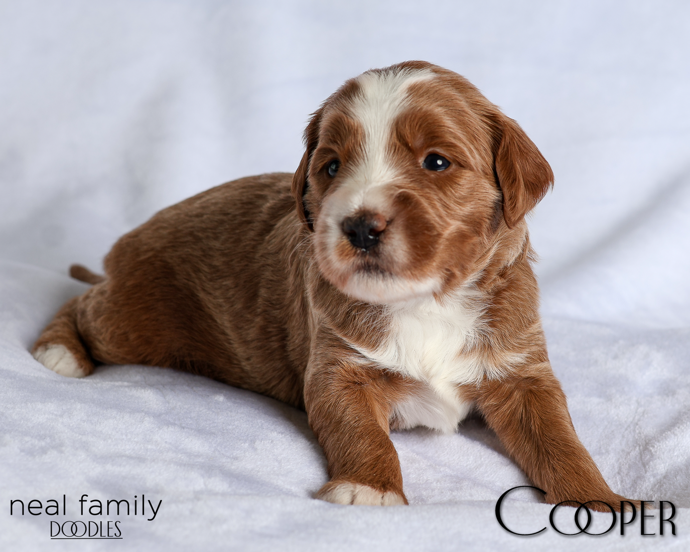 Cooper Blue 20260216-IMG_0409