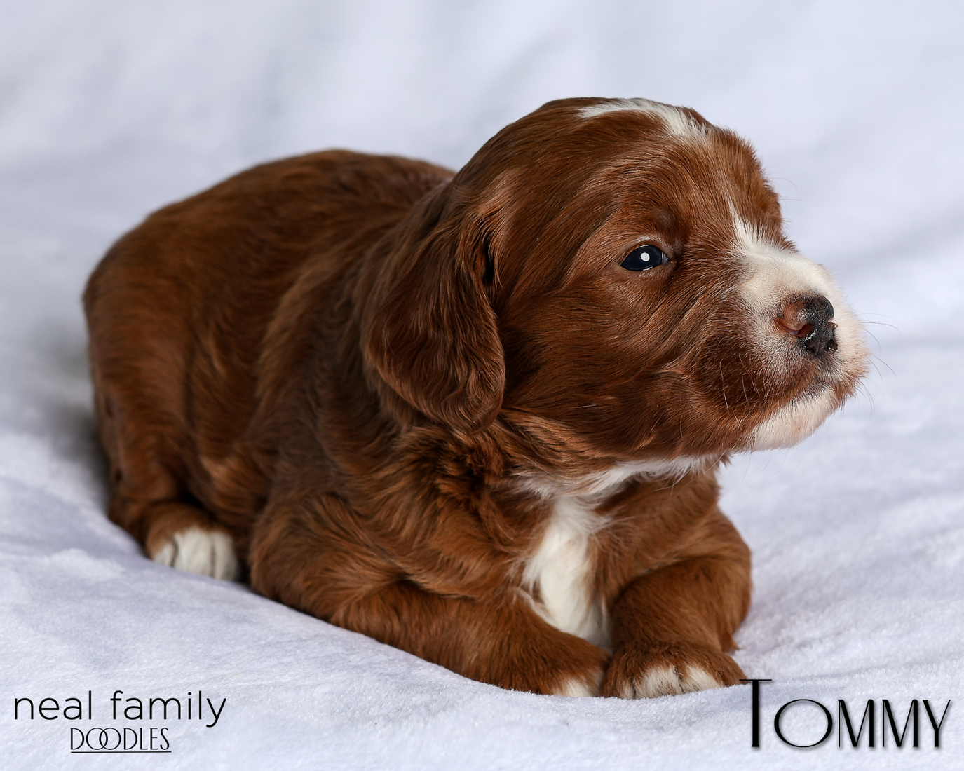 20260216-Tommy Yellow IMG_0435