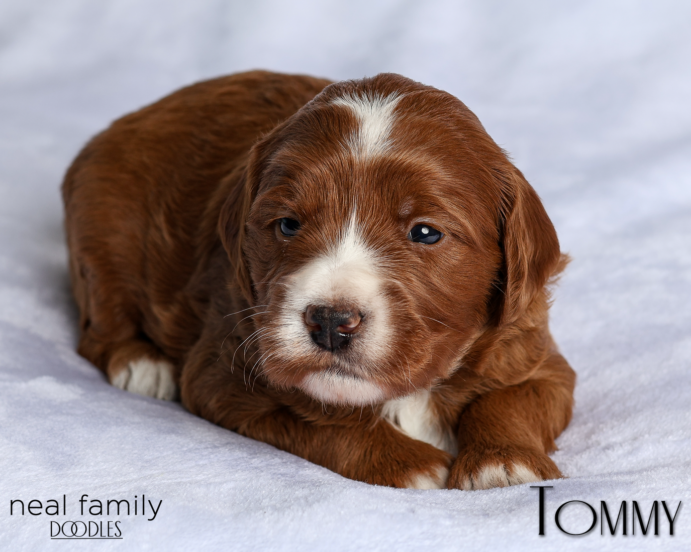 20260216-Tommy Yellow IMG_0433